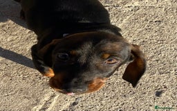 Dachshund dogs for sale: Mini wirehaired dachshund puppys Dad kc registered in Northampton - Image 3