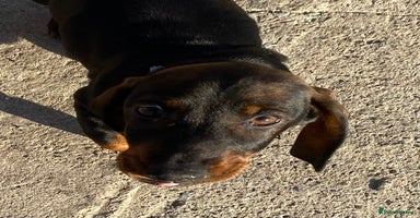 Dachshund dogs in Northampton - Advert 7
