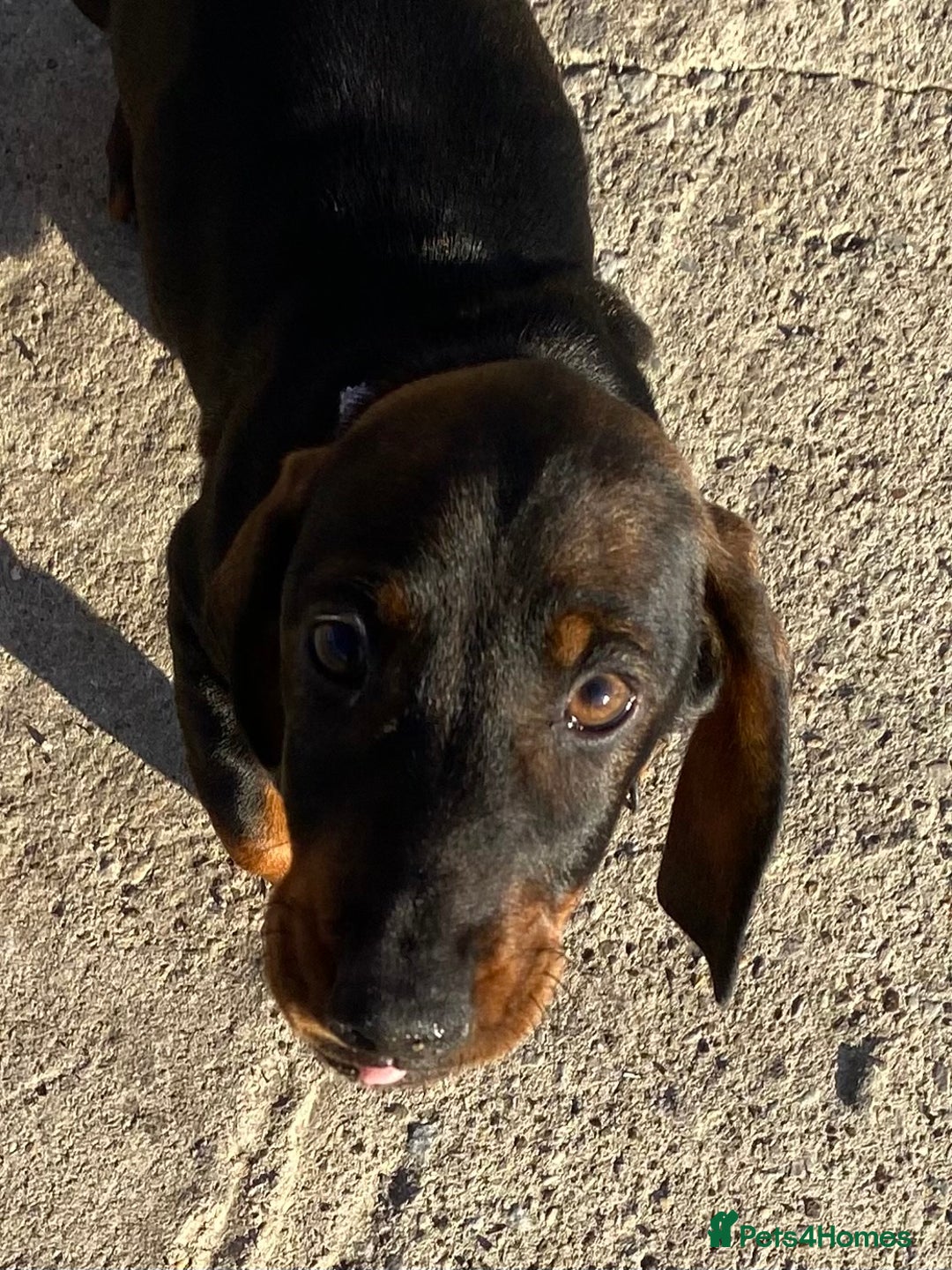 Dachshund dogs for sale: Mini wirehaired dachshund puppys Dad kc registered in Northampton - Image 3