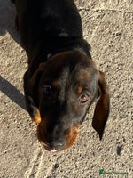 Dachshund dogs in Northampton - Advert 9