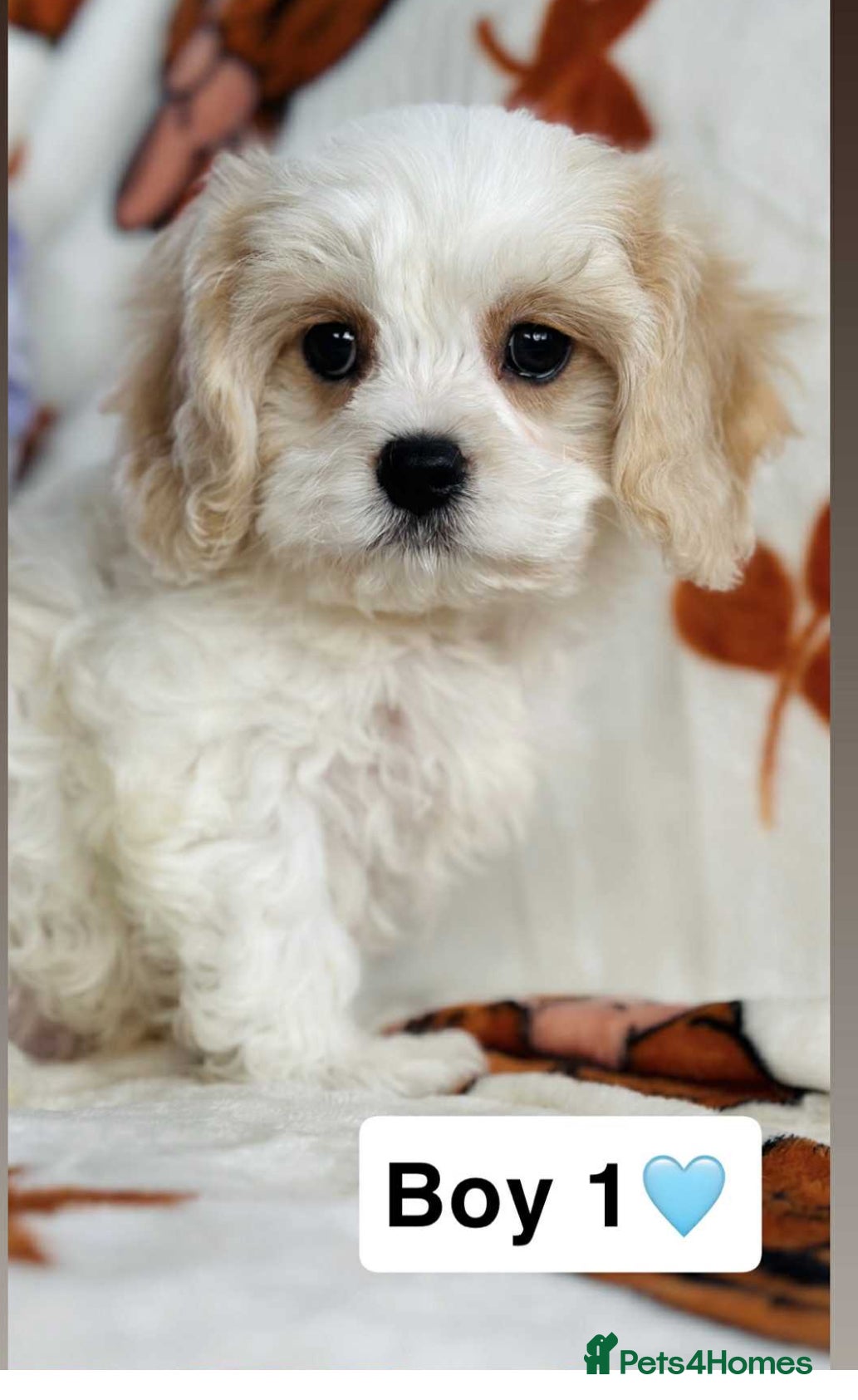 Cavachon dogs TWO GIRLS DNA CLEAR CAVACHON PUPPIES  - Advert 3