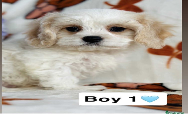 Cavachon dogs - Advert 1