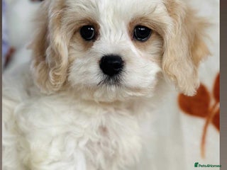 Cavachon dogs - Advert 1