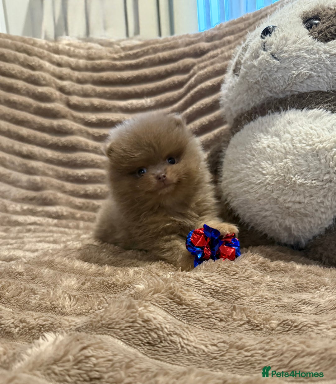 Pomeranian dogs for stud: Lilac and orange tan teddy Bear🪻🍊 - Advert 20