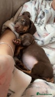 Miniature Dachshund dogs - Advert 9