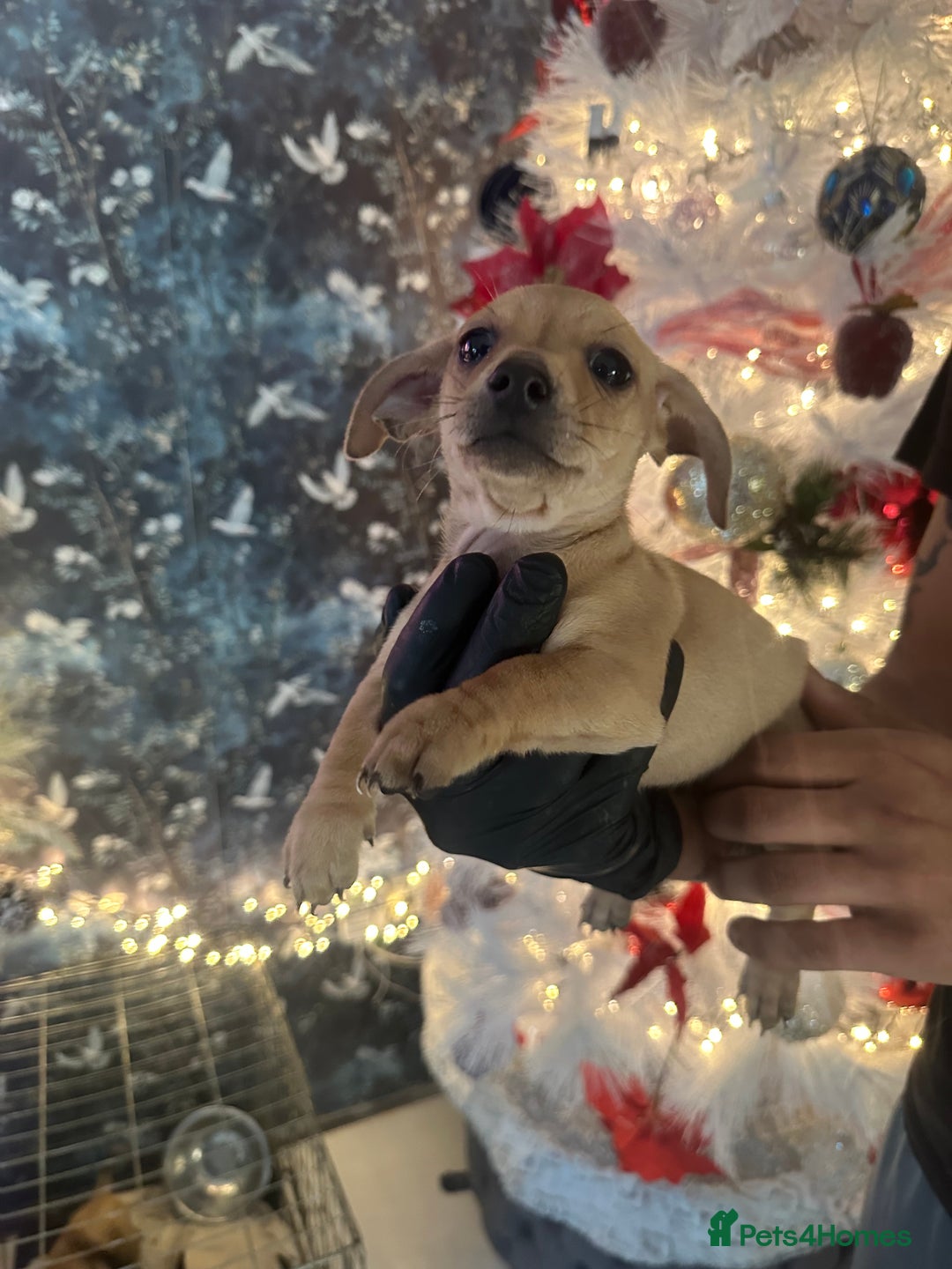 Mixed Breed dogs for sale: Chiwennie puppies  - Advert 8