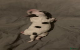Cocker Spaniel dogs for sale: ‘Show Type’ Cocker Spaniel Puppies. KC Registered. - Image 20