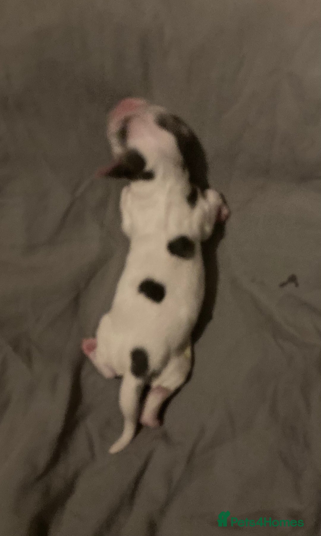 Cocker Spaniel dogs for sale: ‘Show Type’ Cocker Spaniel Puppies. KC Registered. - Image 20