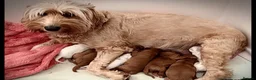 Australian Labradoodle dogs for sale: Stunning Australian Labradoodle Pups - Advert 18