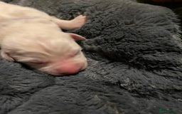 White Swiss Shepherd dogs for sale: White Swiss Shepherd Puppies 🐾🍼KC Registered - Image 23