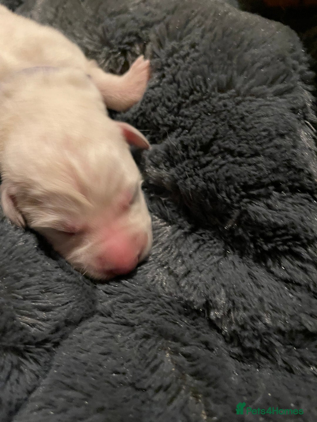 White Swiss Shepherd dogs for sale: White Swiss Shepherd Puppies 🐾🍼KC Registered - Image 23