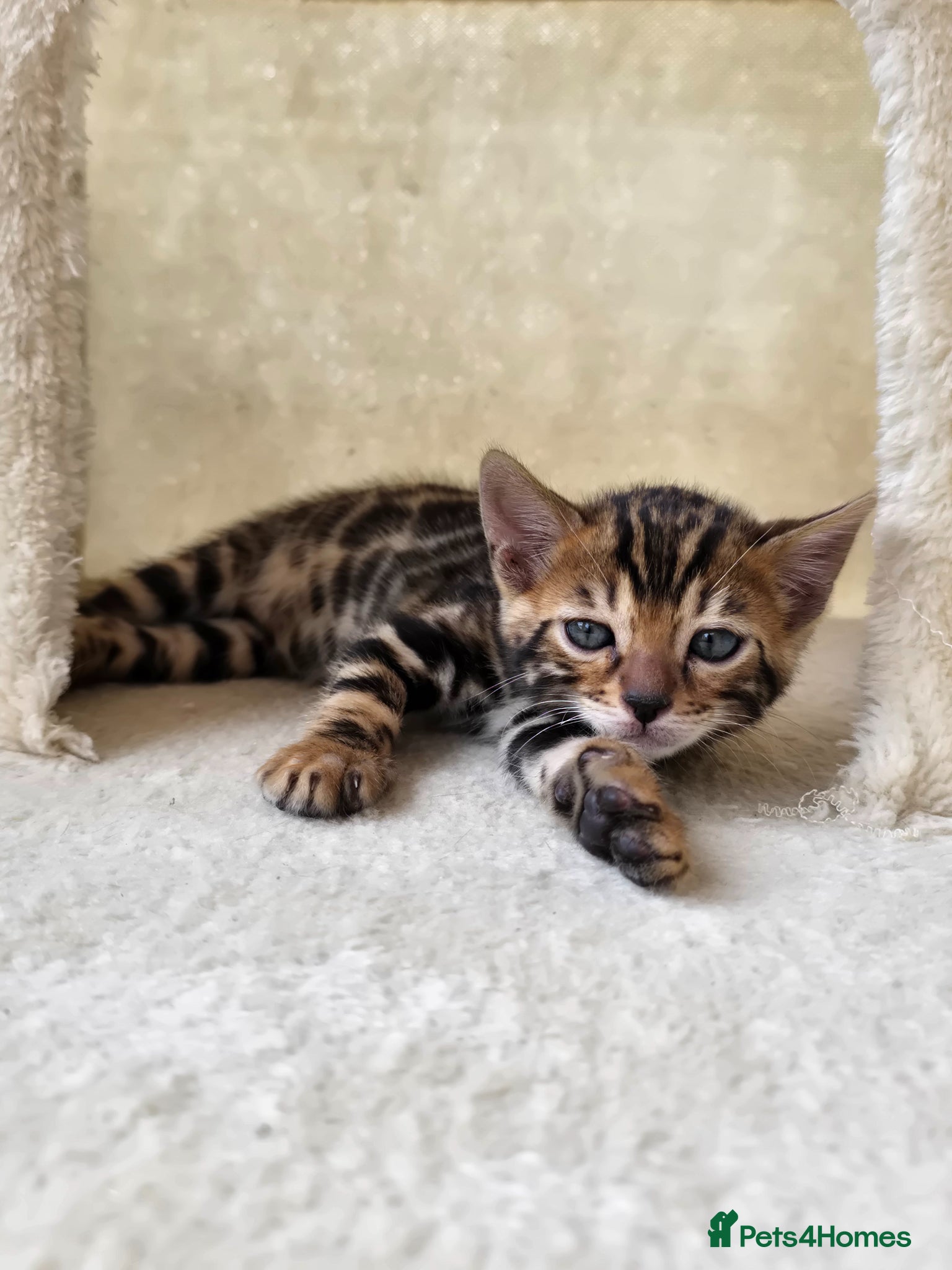 Bengal cats Pedigree Bengal Kittens ready for new home in June - Advert 2