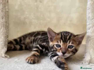 Bengal cats Pedigree Bengal Kittens ready for new home in June - Advert 2