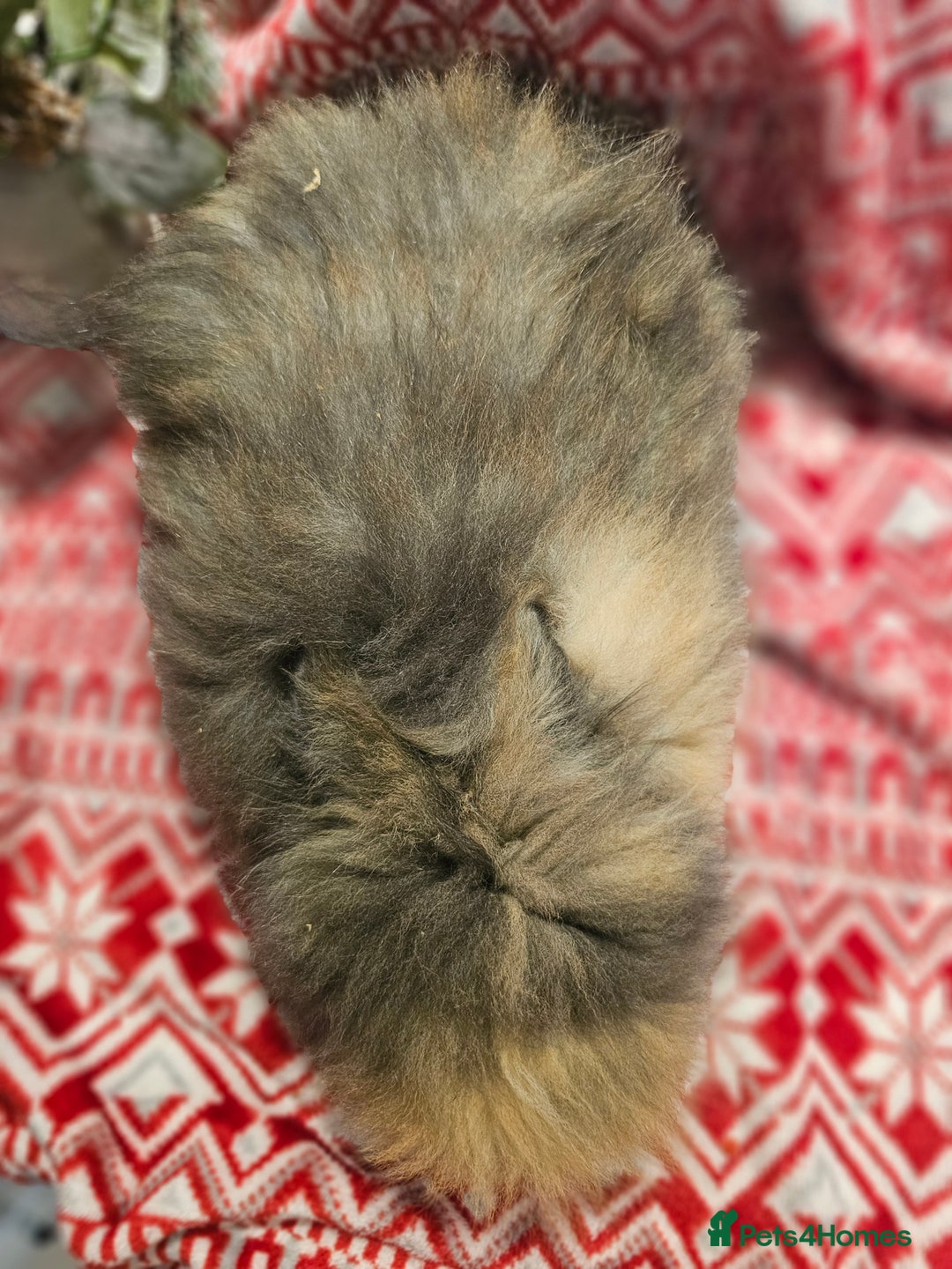 Angora rabbits for sale: Angora X - Advert 9