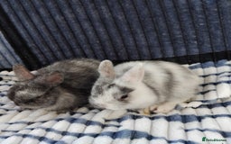Netherland Dwarf rabbits for sale: Baby Netherland Dwarf rabbits  - Image 3