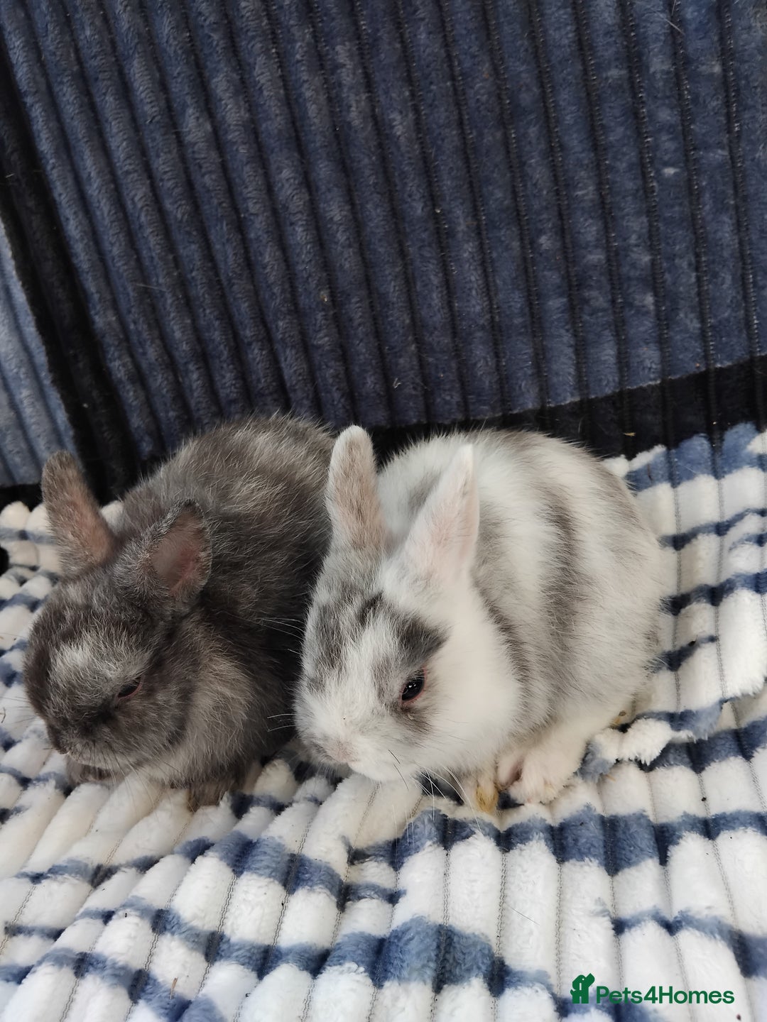 Netherland Dwarf rabbits for sale: Baby Netherland Dwarf rabbits  - Image 3