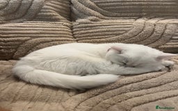 British Shorthair cats for sale: Gorgeous White British Shorthair Girl  - Image 9