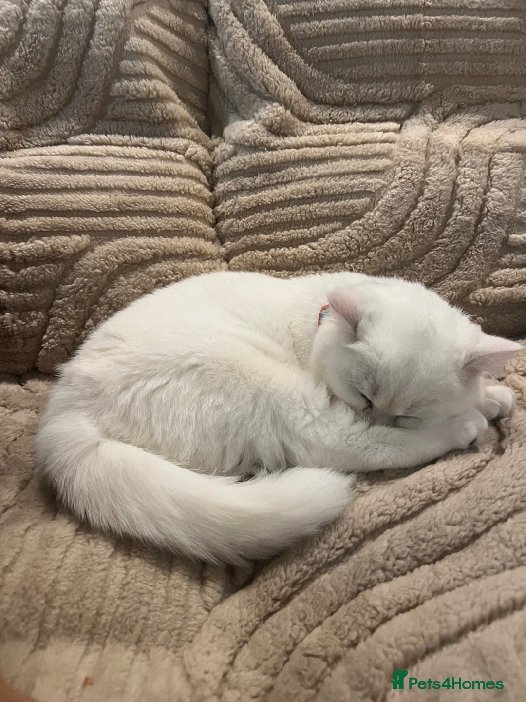 British Shorthair cats for sale: Gorgeous White British Shorthair Girl  - Image 9