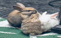 Mini Lop rabbits for sale: Mini Lops & H/LopxLion nearly7w Read description) - Image 14