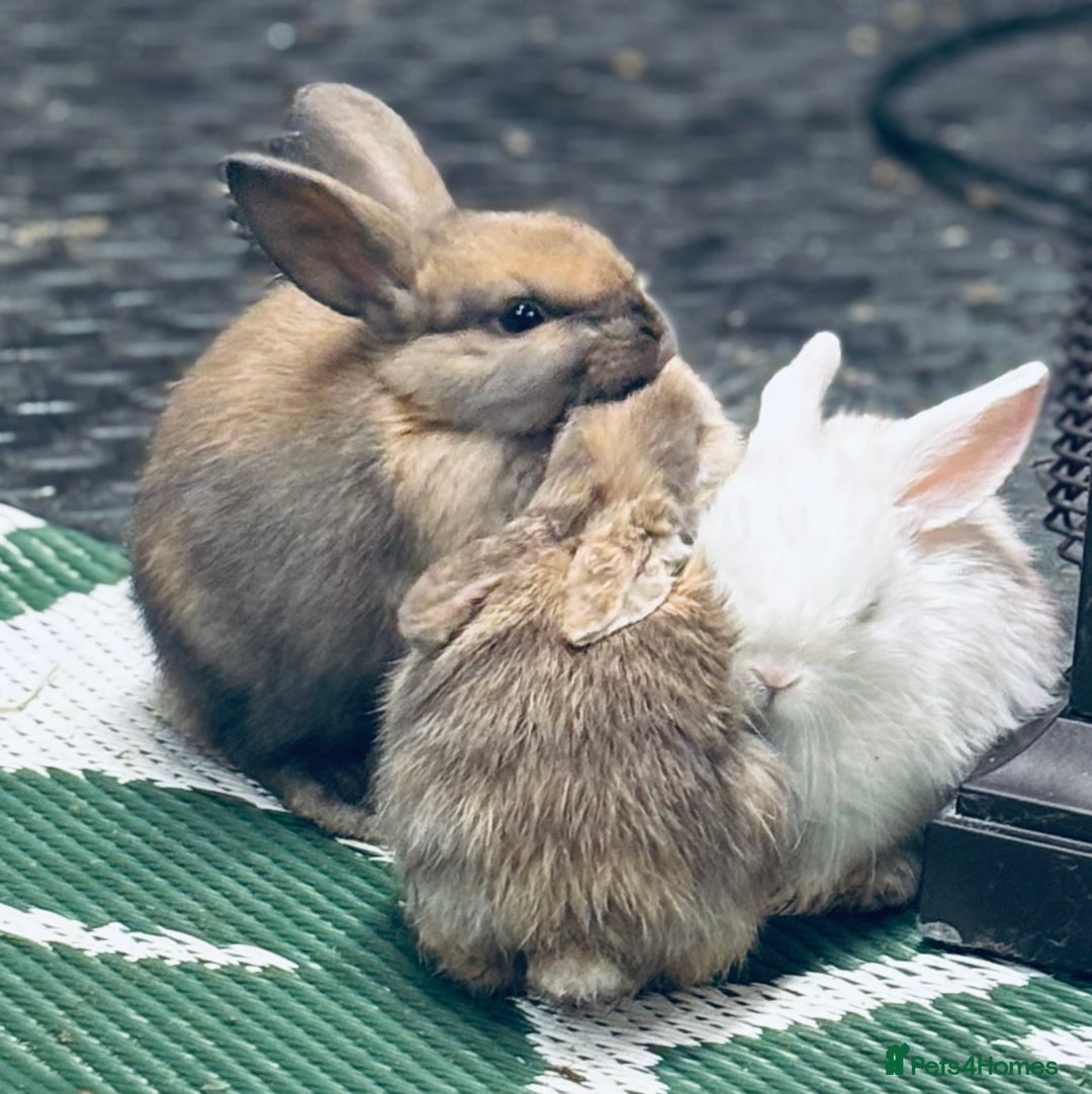 Mini Lop rabbits for sale: Mini Lops & H/LopxLion nearly7w Read description) - Image 14