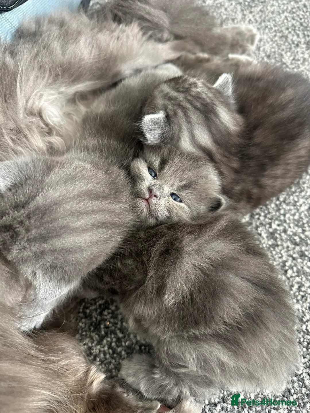 Nebelung cats for sale: British shorthair X nebelung kittens - Advert 1