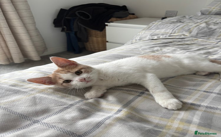 Mixed Breed cats - Advert 2