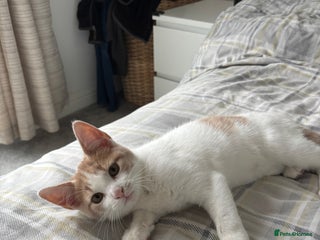 Mixed Breed cats - Advert 3