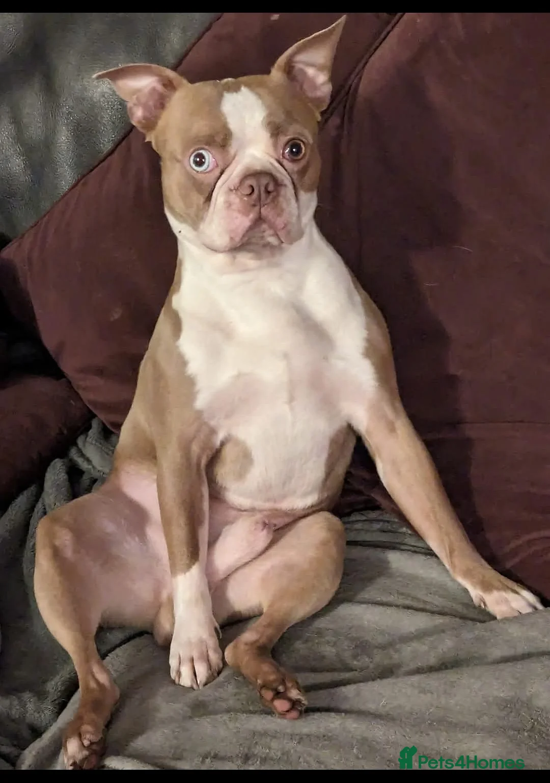 Boston Terrier dogs for stud:  stud  lilac boy  health tested in Accrington - Advert 2