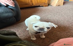 Pug dogs for sale: 2 Beautiful Pug Boys - Image 3