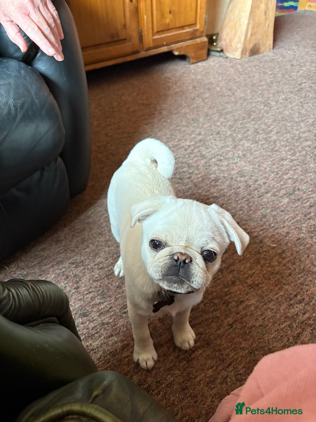 Pug dogs for sale: 2 Beautiful Pug Boys - Image 3