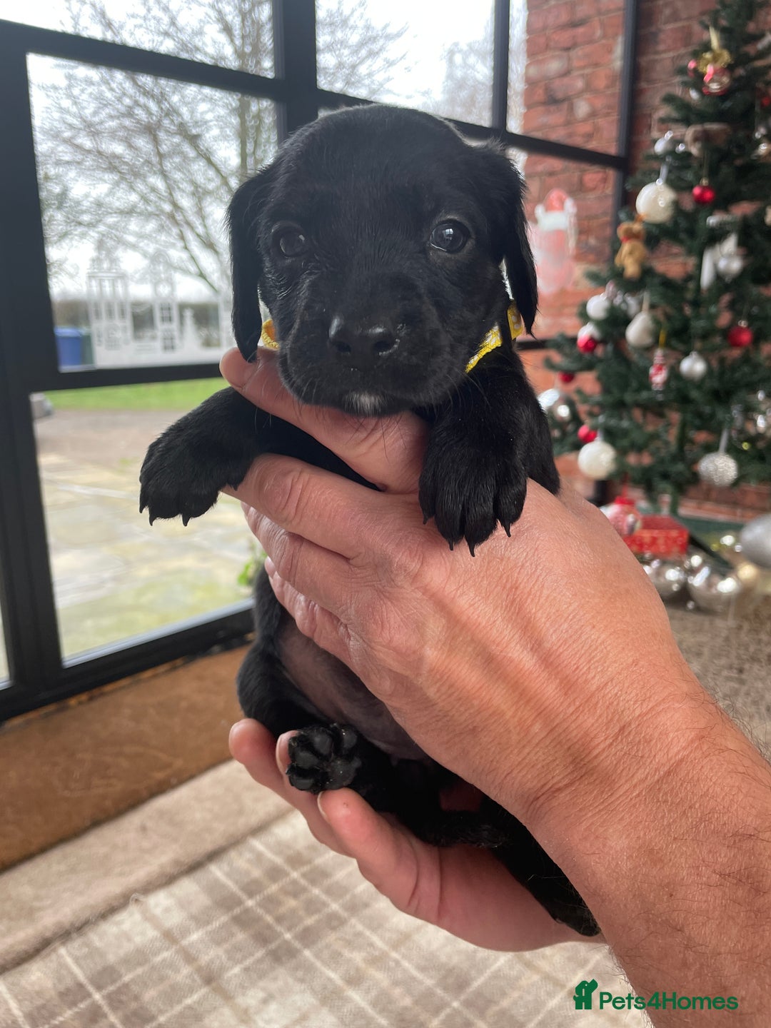 Mixed Breed dogs for sale: Irish Water Spaniel mum and Fox Red Labrador dad - Advert 7