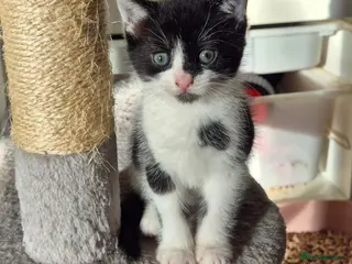 Mixed Breed cats Playful kittens ready for their purrfect homes - Advert 15