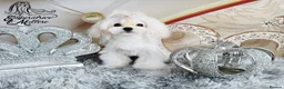 Maltese dogs for sale: Emperatrice Maltese-Korean Line Show Maltese KC Re - Advert 13