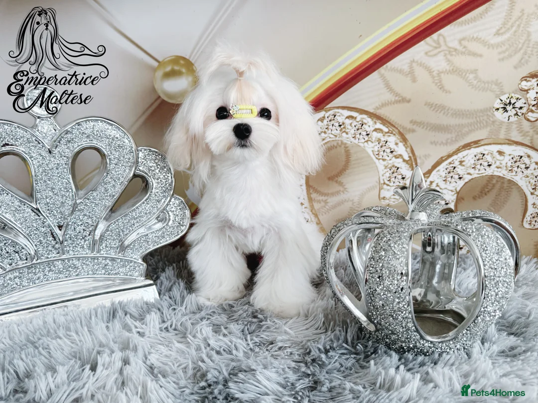 Maltese dogs for sale: Emperatrice Maltese-Korean Line Show Maltese KC Re - Advert 13