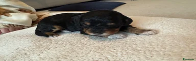 Cockapoo 4