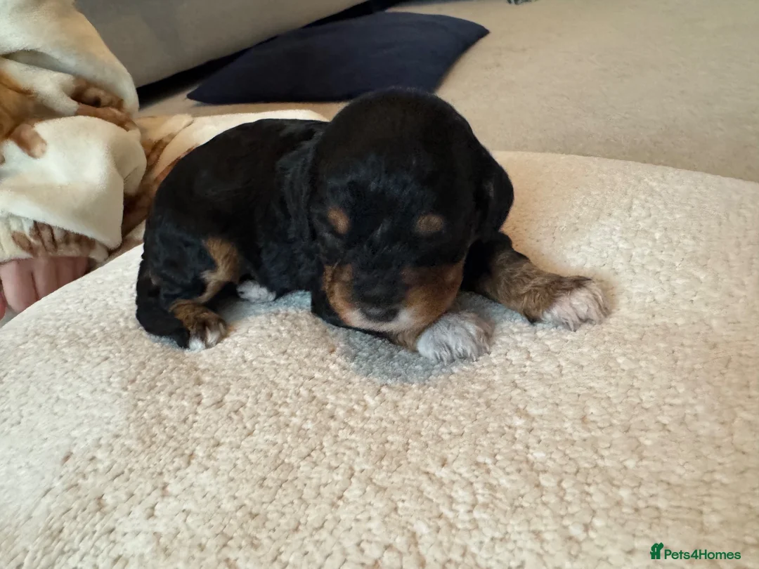 Cockapoo dogs for sale: Beautiful Cockapoo puppies  in Bicester - Advert 2