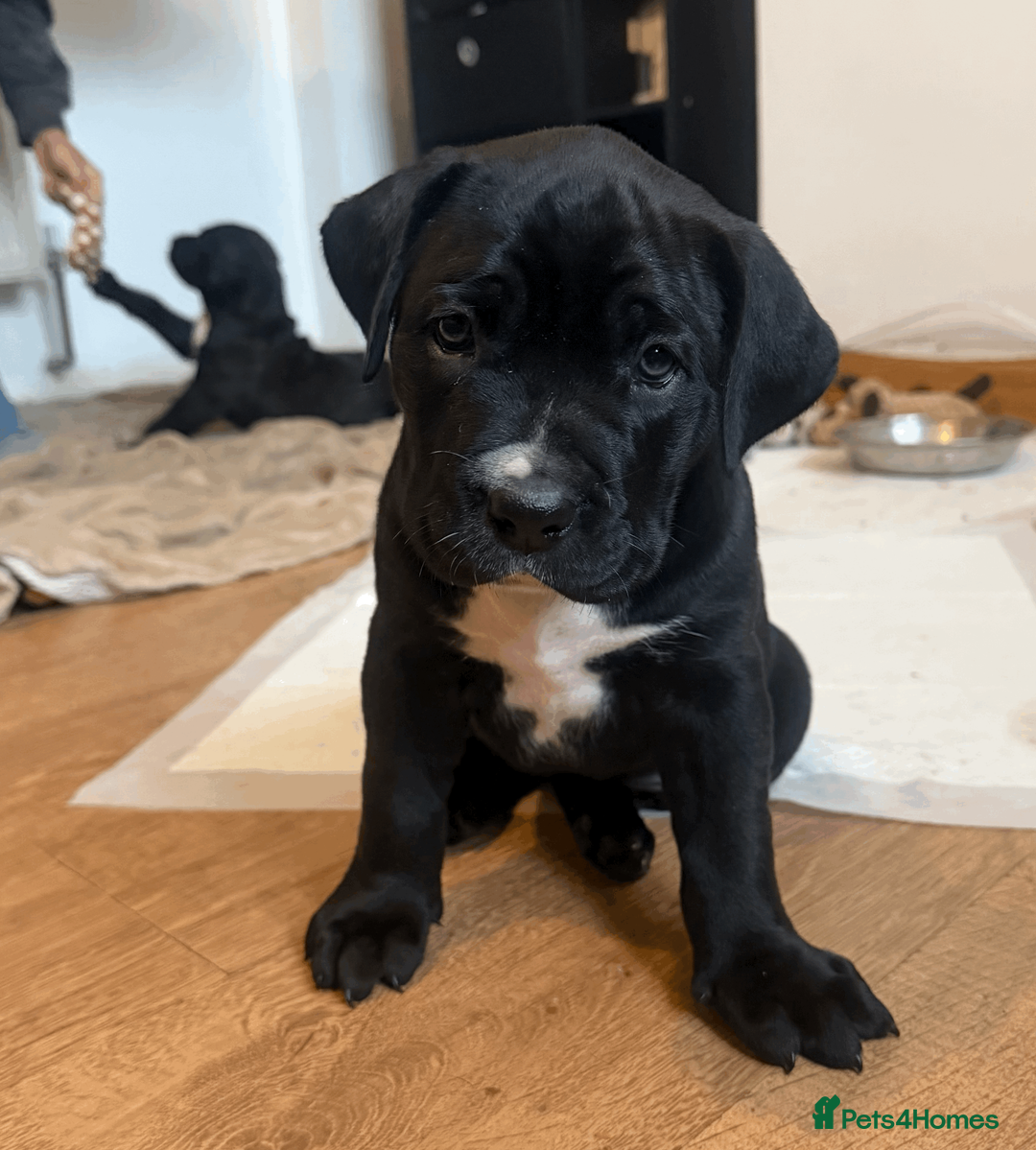 Presa Canario dogs for sale: 1 Male and 1 Female Quality Presa Canario Puppies in Solihull - Advert 3