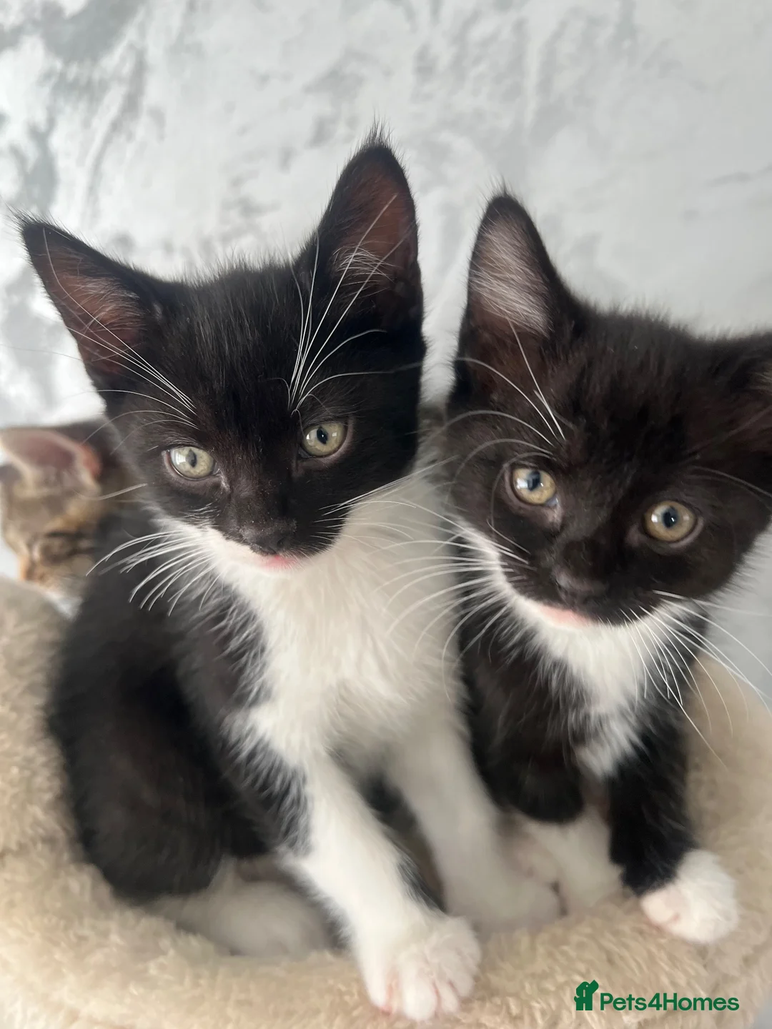 Mixed Breed cats for sale: 4 beautiful kittens  - Advert 7