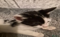 Mixed Breed cats for sale: 3 beautiful kittens  - Image 3