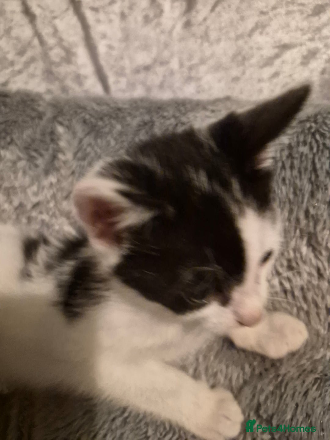 Mixed Breed cats for sale: 3 beautiful kittens  - Image 3