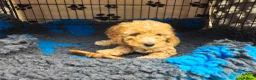 Cockapoo dogs for sale: Cockapoo F2 - Advert 18