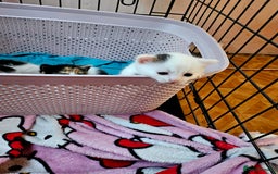 British Shorthair cats for sale: 3 kittens  - Image 16