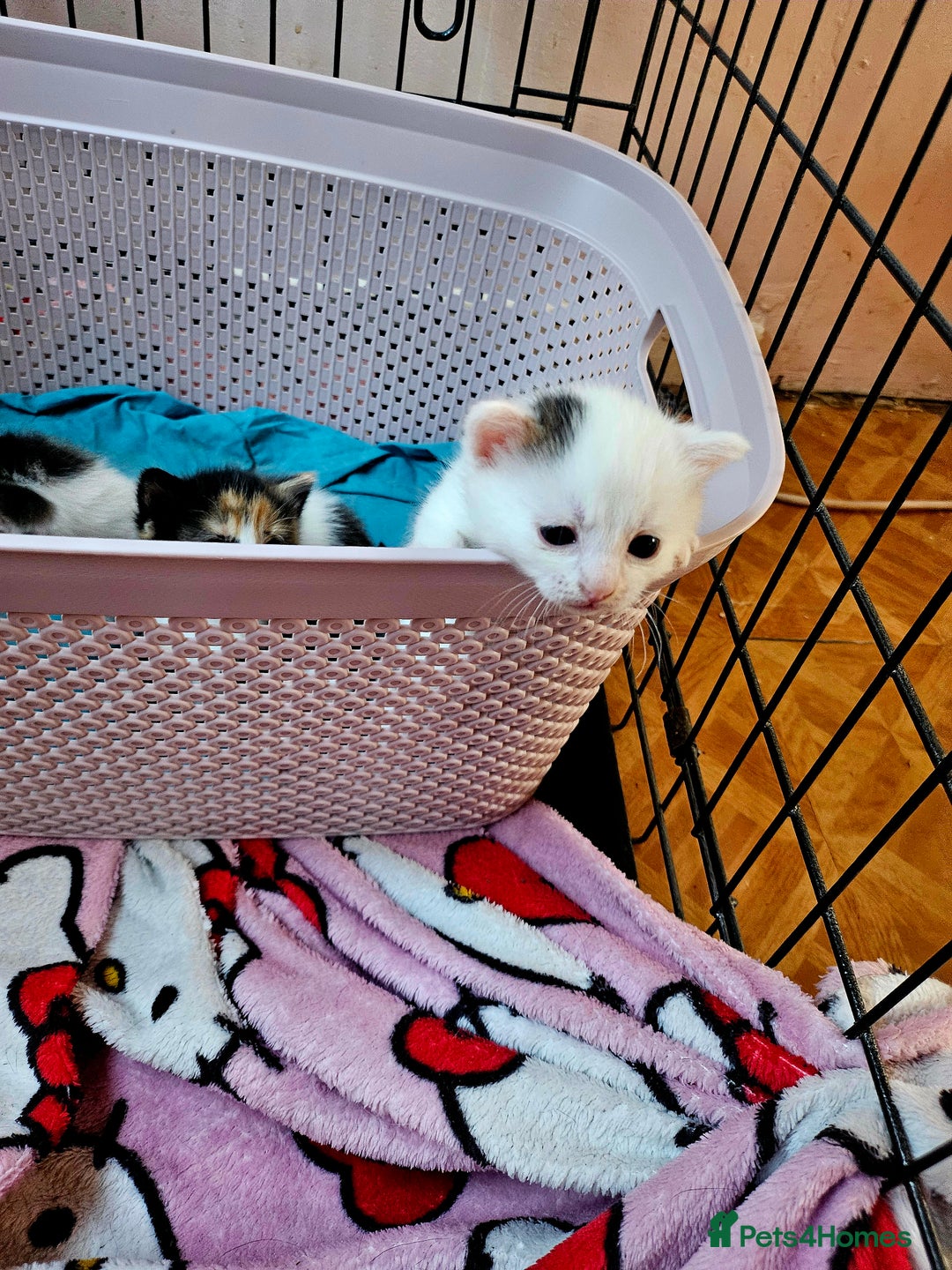 British Shorthair cats for sale: 3 kittens  - Image 16