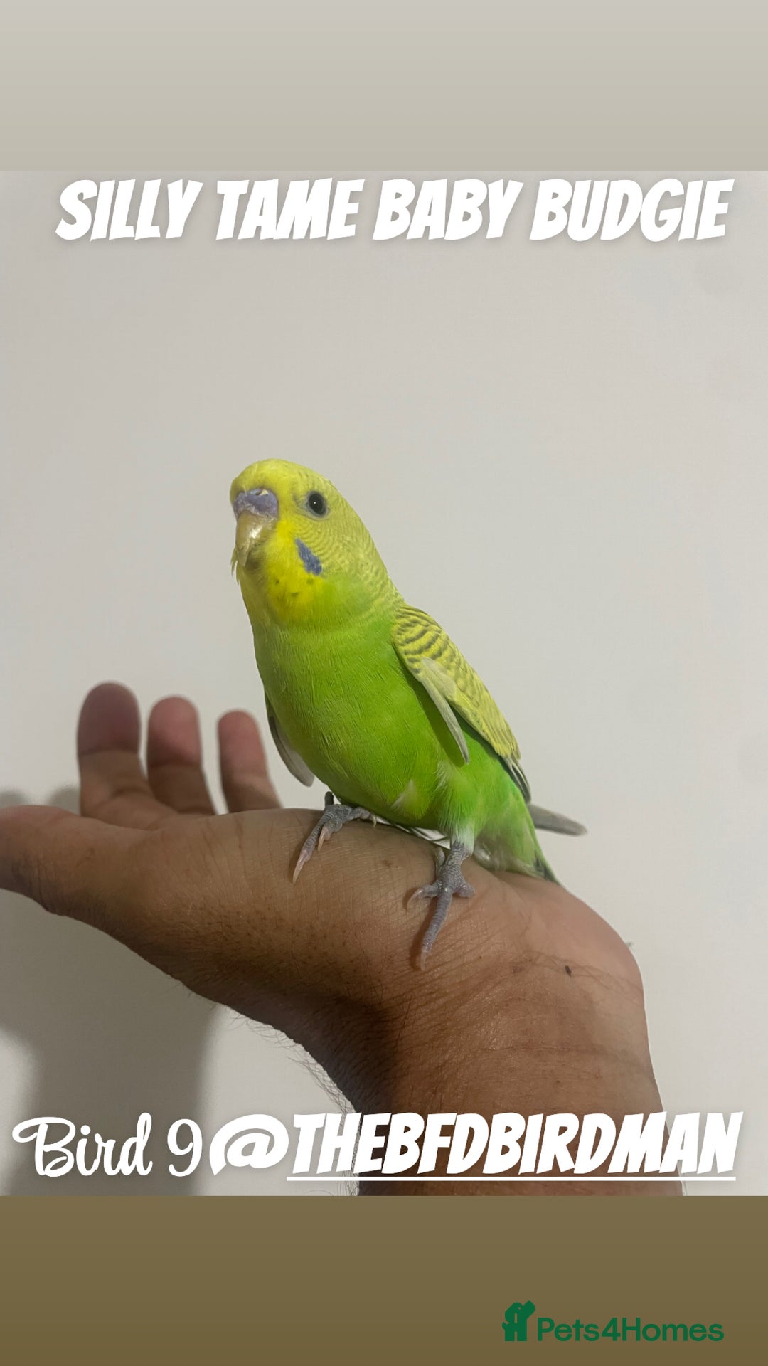 Budgerigars birds for sale: 100% SILLY TAME BABY BUDGIES - Image 9