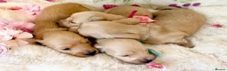 Miniature Dachshund dogs for sale: Cream long haired miniature dachshund puppies  - Advert 8