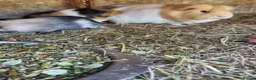 Guinea Pig rodents for sale: 2x female guineapigs 8 weeks old  - Advert 3