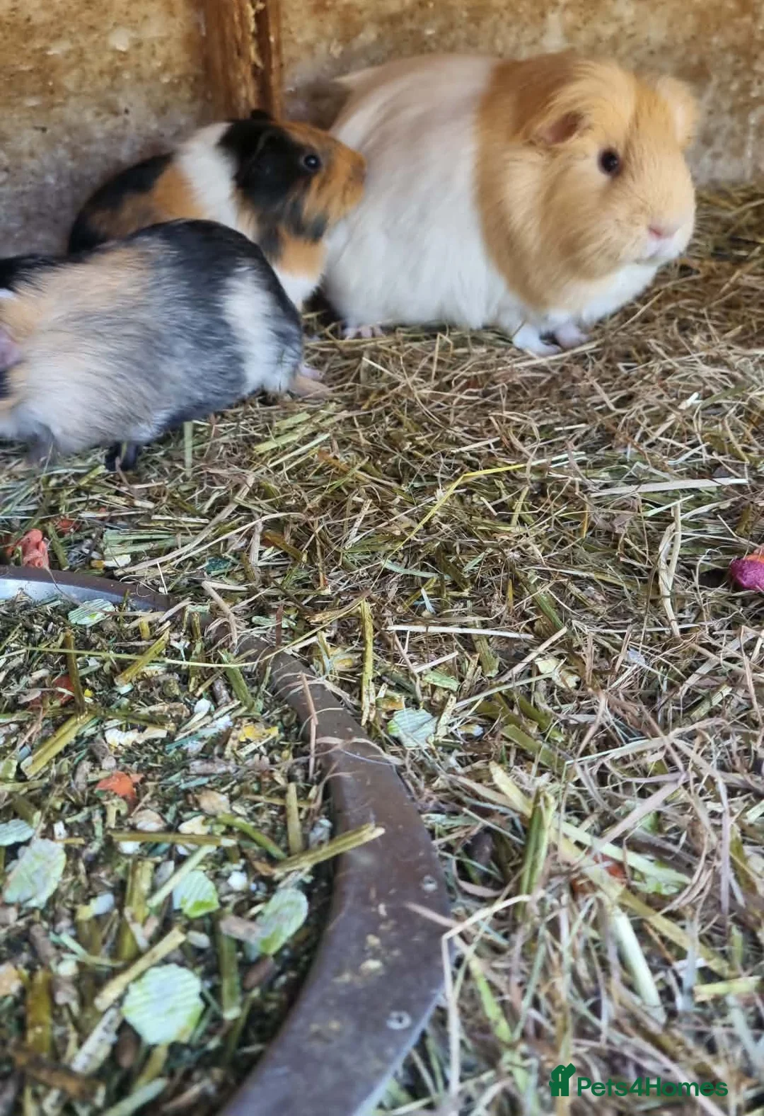 Guinea Pig rodents for sale: 2x female guineapigs 8 weeks old  - Advert 3