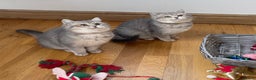 British Shorthair cats for sale: Remaining 2 TICA & GCCF British Shorthair Kittens - Advert 13