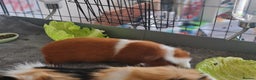 Guinea Pig rodents for sale: FREE - TO LOVING HOME - Advert 7