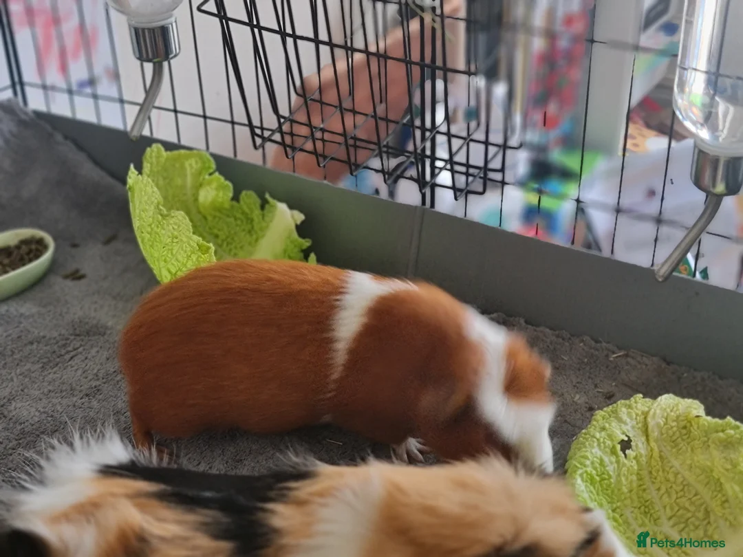 Guinea Pig rodents for sale: FREE - TO LOVING HOME - Advert 7